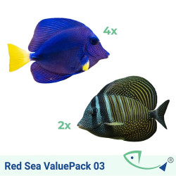 Red Sea ValuePack 03