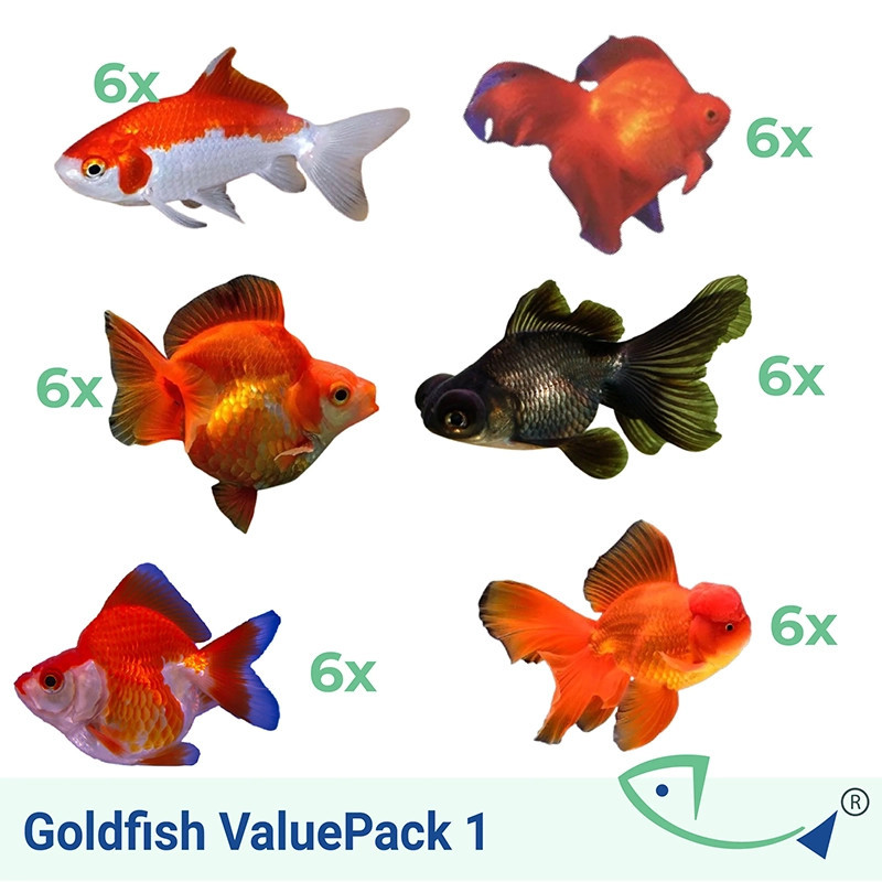 Goldfish ValuePack 01