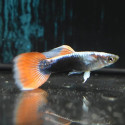 Neon Red Guppy - Male
