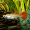 Neon Red Guppy - Female