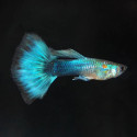 Neon Blue Guppy - Male