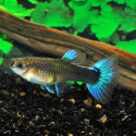 Neon Blue Guppy - Female