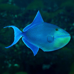 Niger Triggerfish L
