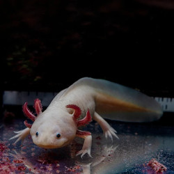 Melanistic Axolotl
