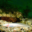 Albino Axolotl