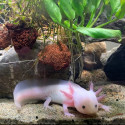 Leucistic Axolotl