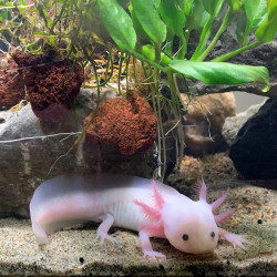 Leucistic Axolotl