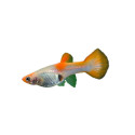 Kohaku Guppy - Female, Medium