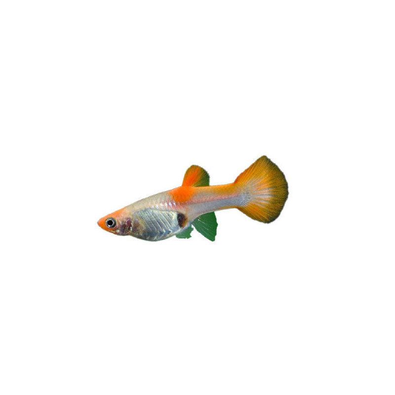 Kohaku Guppy - Female, Medium
