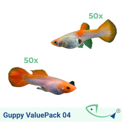 Guppy   ValuePack 04  (KOHAKU)