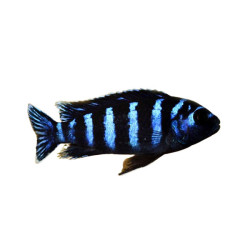 DEMASONI CICHLID M 1.75-2.5 INCH
