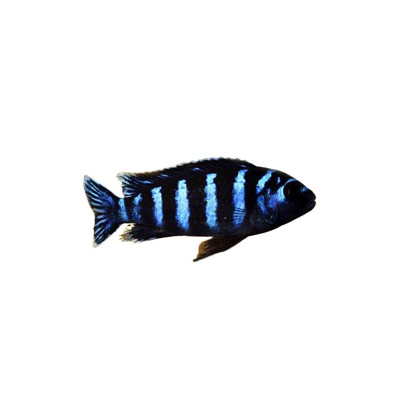DEMASONI CICHLID M 1.75-2.5 INCH
