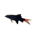 REDTAIL SHARK 5 CM
