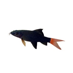REDTAIL SHARK 5 CM