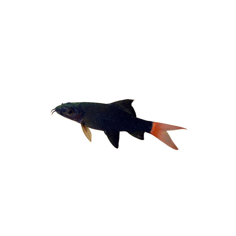 REDTAIL SHARK 5 CM REDTAIL SHARK 5 CM