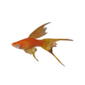 HI FIN LYRETAIL SWORDTAIL 1.5-2.5 INCH