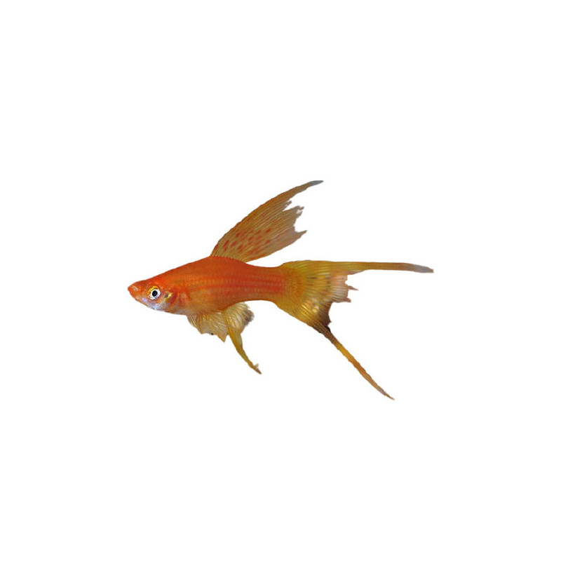HI FIN LYRETAIL SWORDTAIL 1.5-2.5 INCH
