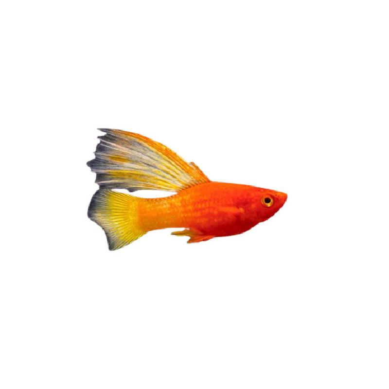 SUNRISE HI FIN PLATY 1-2 INCH