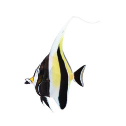 MOORISH IDOL M