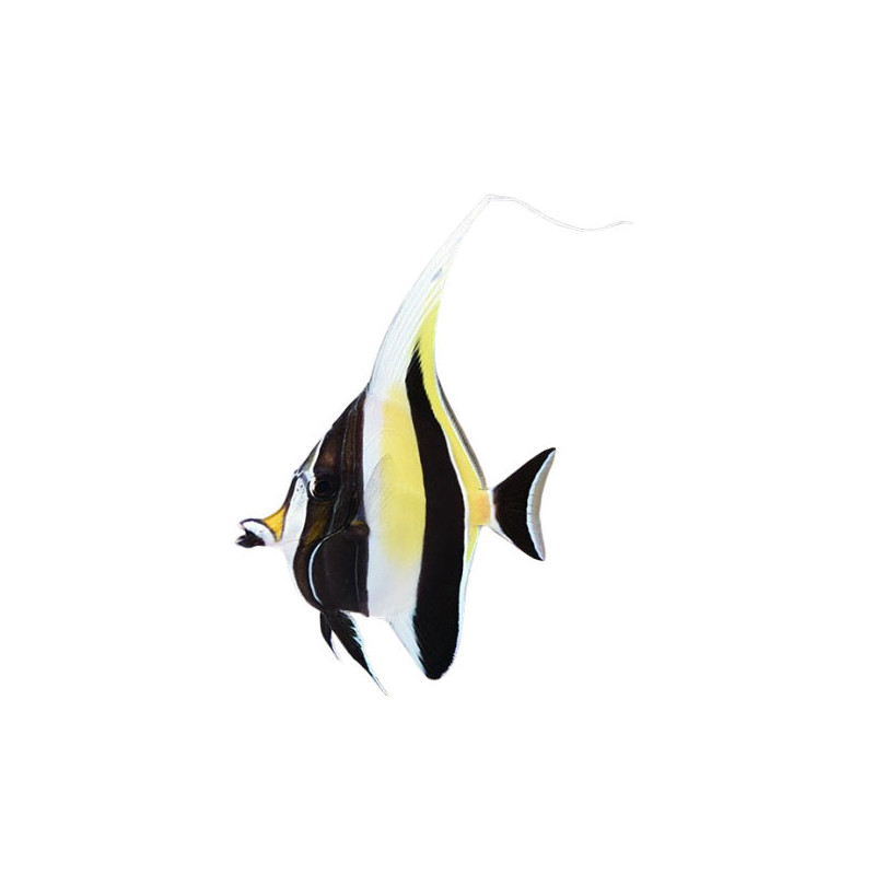 MOORISH IDOL M