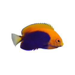 FLAMEBACK ANGELFISH M 1-2 INCH