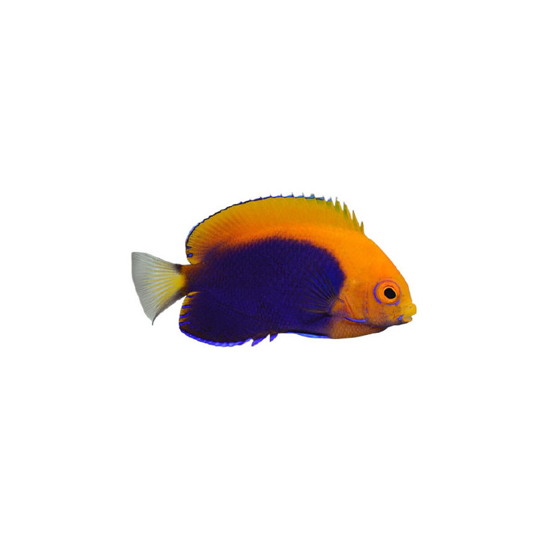 FLAMEBACK ANGELFISH M 1-2 INCH