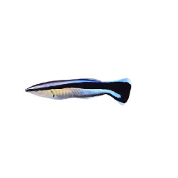 BLUESTREAK CLEANER WRASSE 3 INCHES