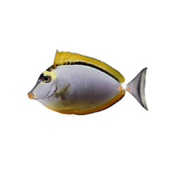 BLONDE NASO TANG M 3-4 INCH
