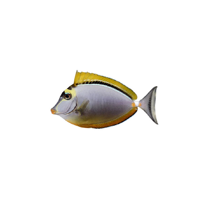 BLONDE NASO TANG M 3-4 INCH