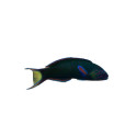 LYRETAIL LUNAR WRASSE M