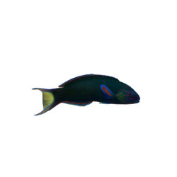 LYRETAIL LUNAR WRASSE M