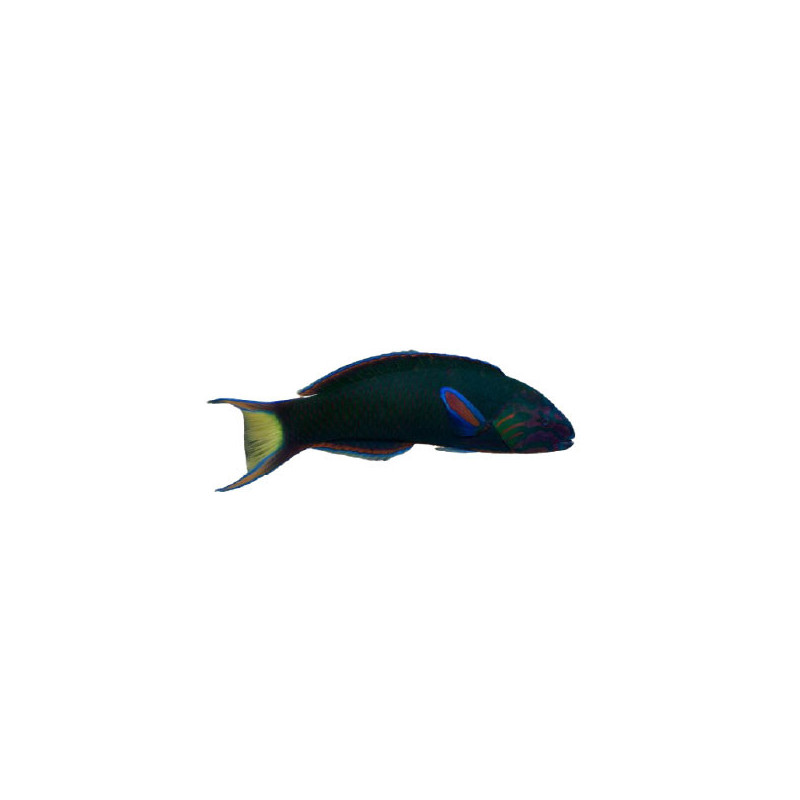LYRETAIL LUNAR WRASSE M