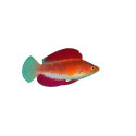 RED FIN WRASSE