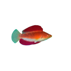 RED FIN WRASSE