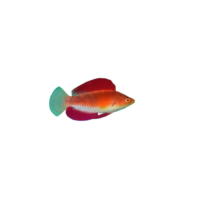 RED FIN WRASSE