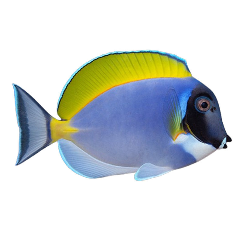 POWDER BLUE TANG M 3-4 INCH