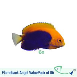 Flameback Angel ValuePack of 6