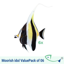 Moorish idol ValuePack of 6