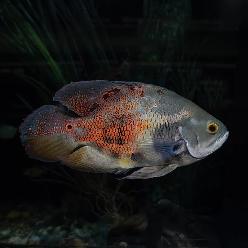 Tiger Oscar M