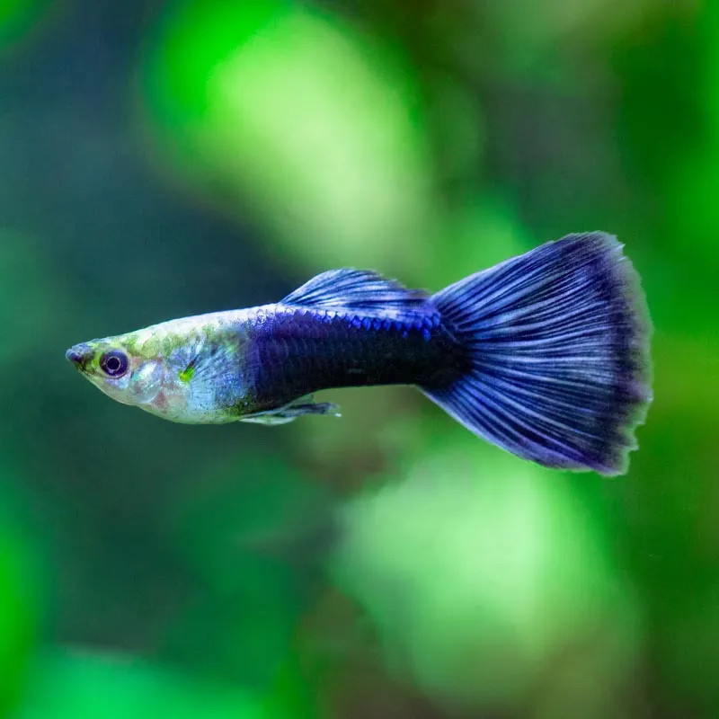 Blue Neon Guppy - Male, XL