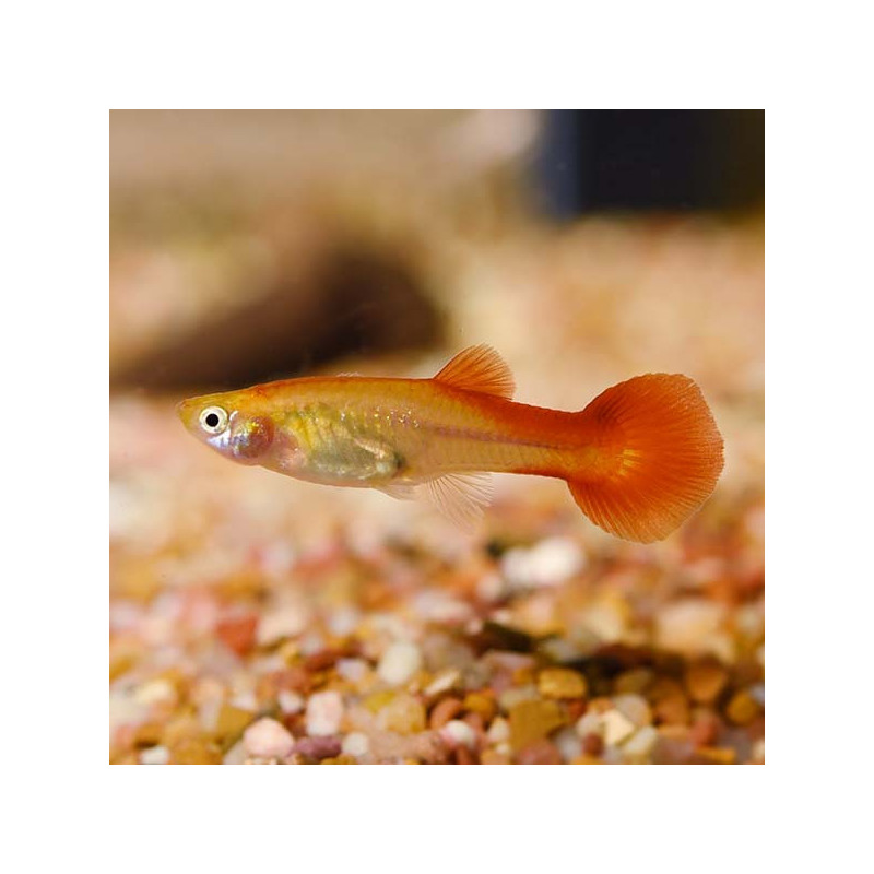 Red Flamingo Female L