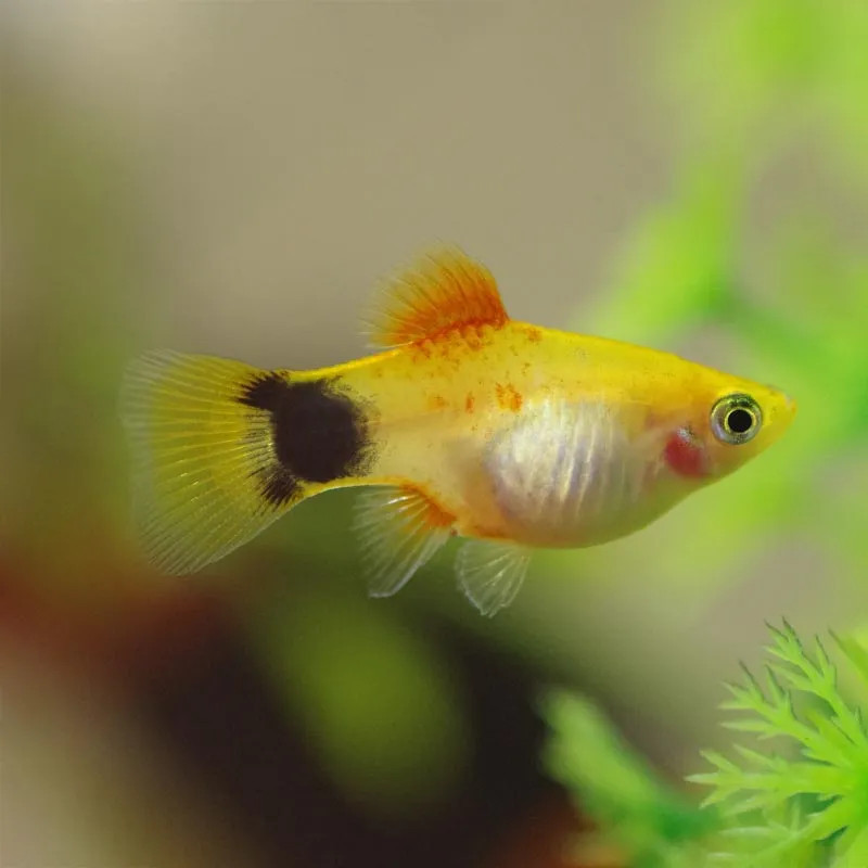 Gold Mickey Mouse Platy ML