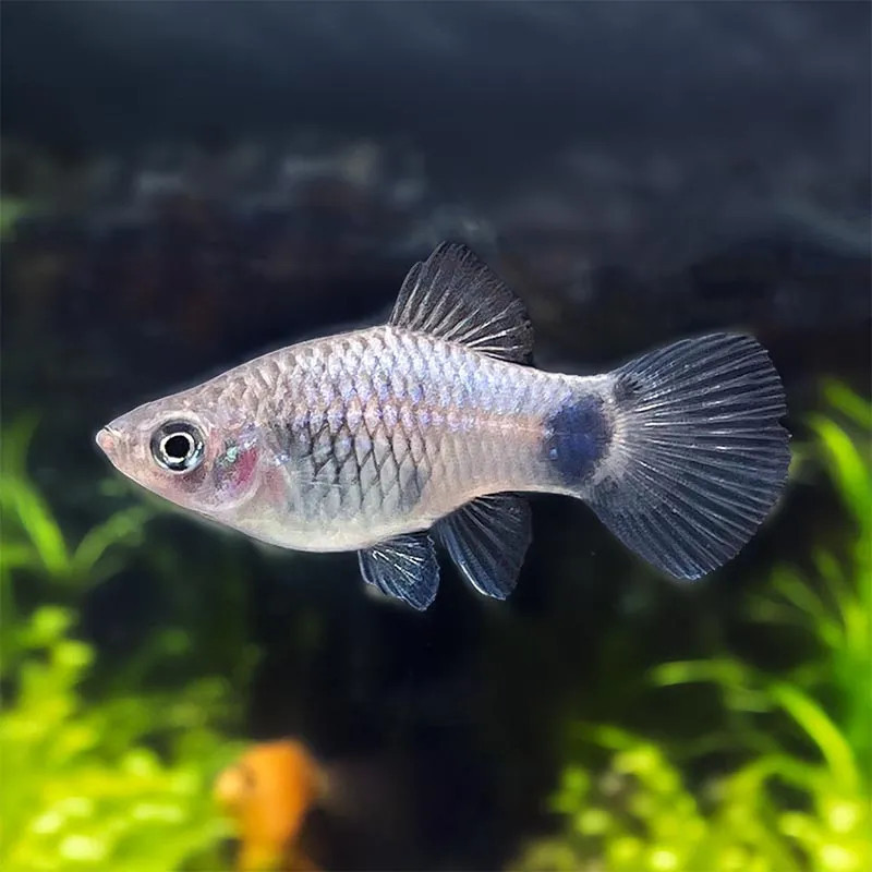 Neon Blue Mickey Mouse Platy M