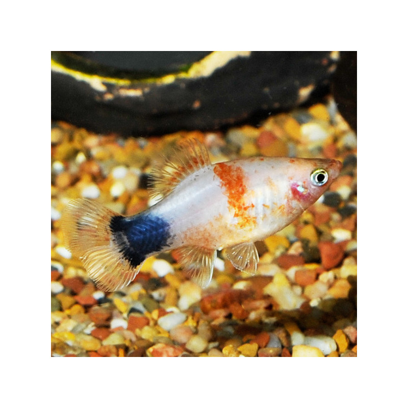 Tiger Mickey Mouse Platy
