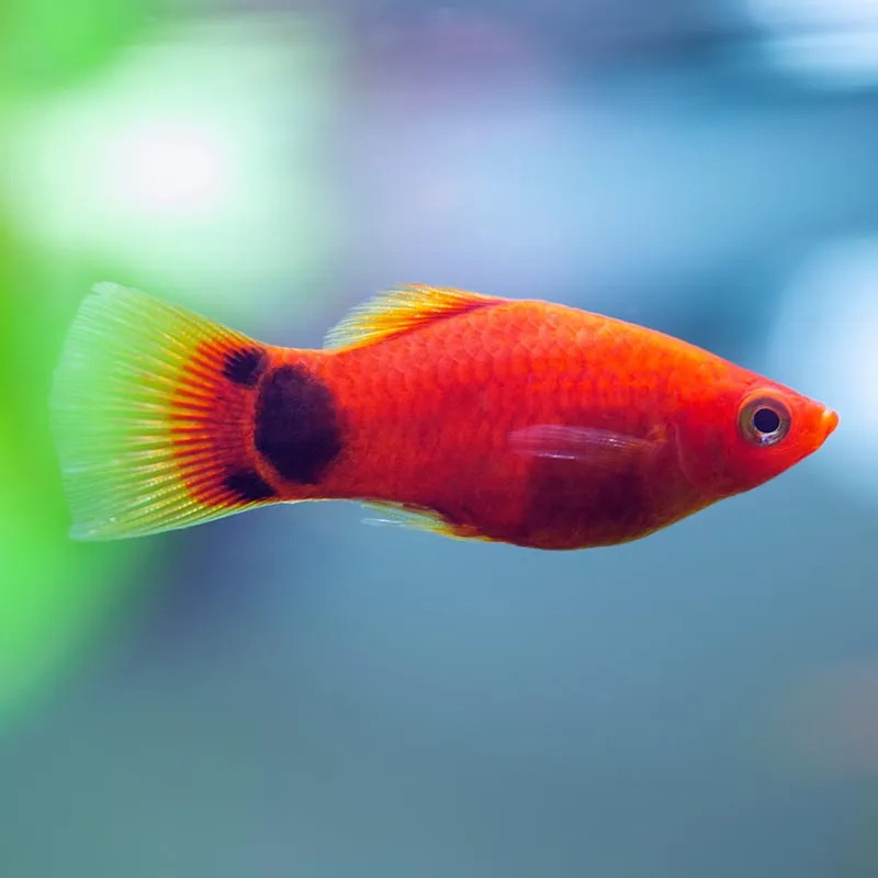Red Mickey Mouse Platy