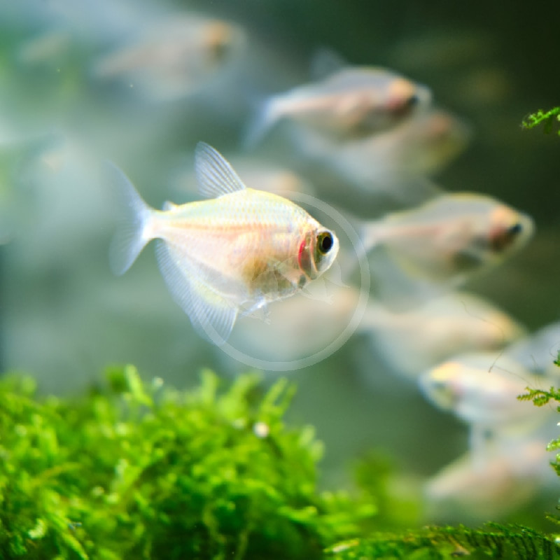 White Skirt Tetra