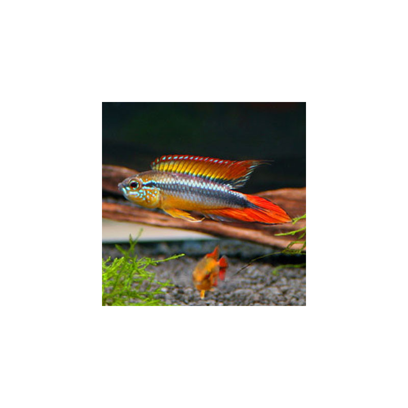Double Full Red Agassizi
