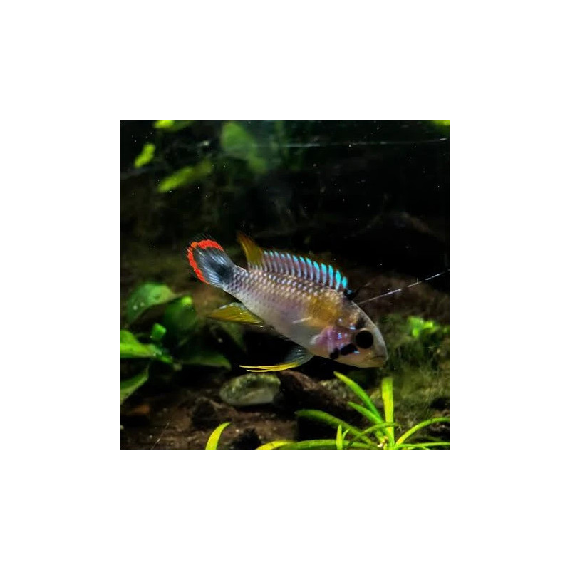 Dwarf Blue Panda