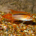 Flame Red Dwarf Agassizii