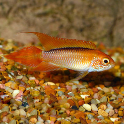 Flame Red Dwarf Agassizii
